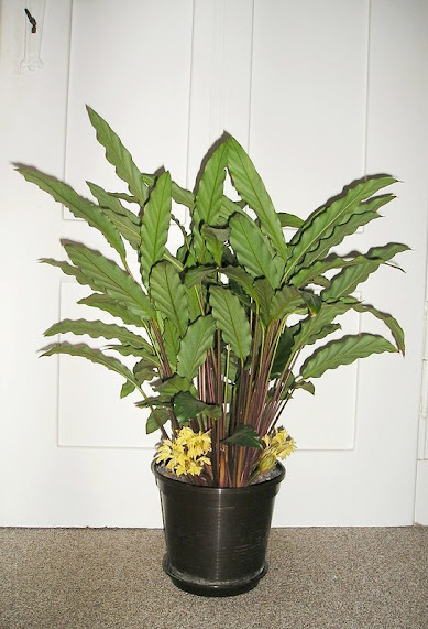 Calathea velvet