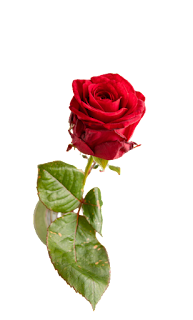 Rose Flower PNG Clipart Image Transparent Background Free Download