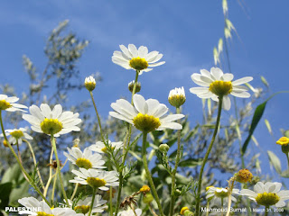 أقحوان, Chrysanthemums