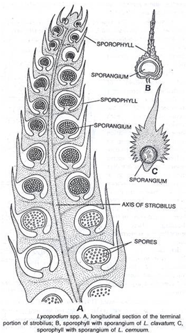 Lycopodium strobilus