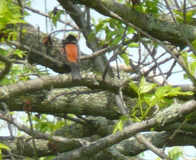 Oriole May 2