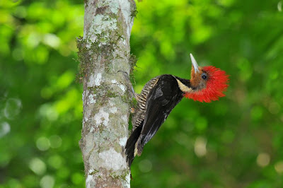 Helmeted Woodpecker