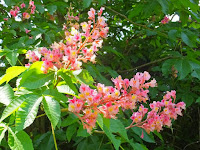  トチノキ科の「ベニバナトチノキ」の花。 