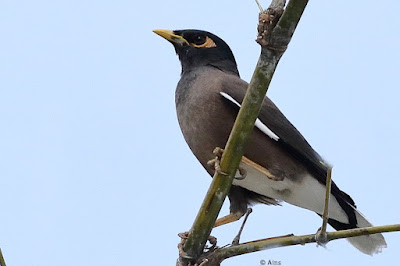 "Common Myna, resident common sitting on a bamboo tree."