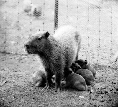 Black and White Photography of Zoo Animals - Classic Zoo Pictures