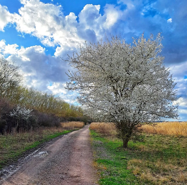 flowering tree by a muddy dirt road