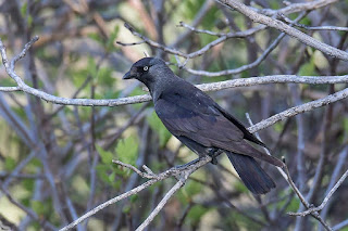 grajilla-occidental-corvus-monedula-en-rama-