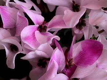 fiori-03