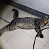 Kucing gigit kabel peti sejuk, maut terkena renjatan elektrik
