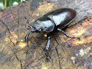 Stag Beetle (Female)