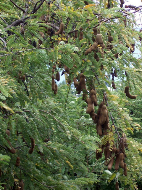 Quả Me - Tamarindus indica - Nguyên liệu làm thuốc Nhuận Tràng và Tẩy