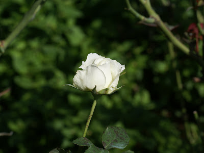 White Rose Wallpaper