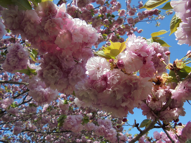 別所川渓流植物園の奥の牡丹桜の並木