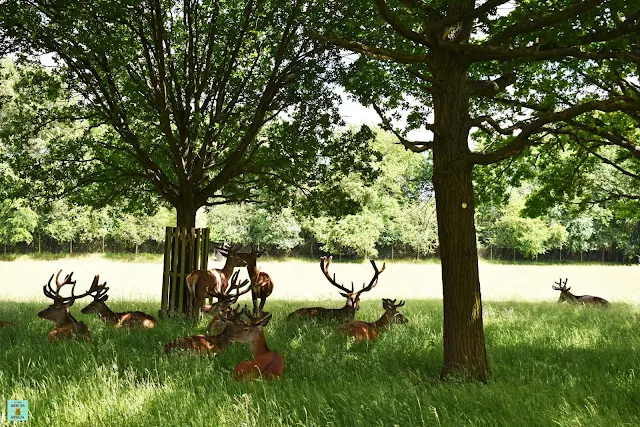 Richmond Park, Londres