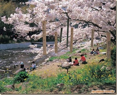 Cerejeiras-de-Nakagawatsutsumi-em-Shizuoka-milhoes-de-japoneses-fazem-o-hanami-a-arte-de-apreciar_fotogaleria_h