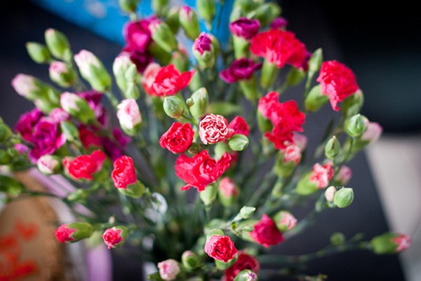 Hoa cẩm chướng, lạnh lùng đơn giản như con người Cự Giải mà thôi
