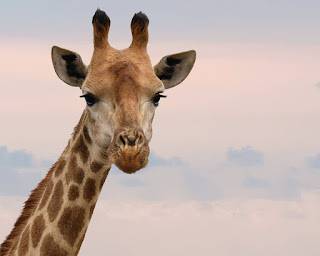 What do giraffes need to survive