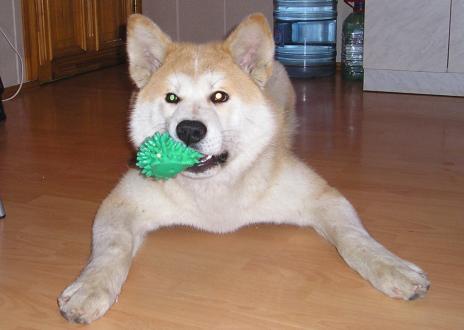 akita inu