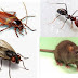 9 Tanaman Ini Bantu Usir Tikus, Semut, Kecoa dan lalat