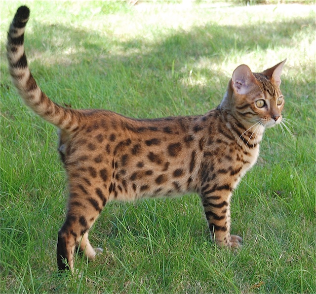 Foto Kucing Bengal, Si Macan Kecil Eksotis  Foto Kucing 