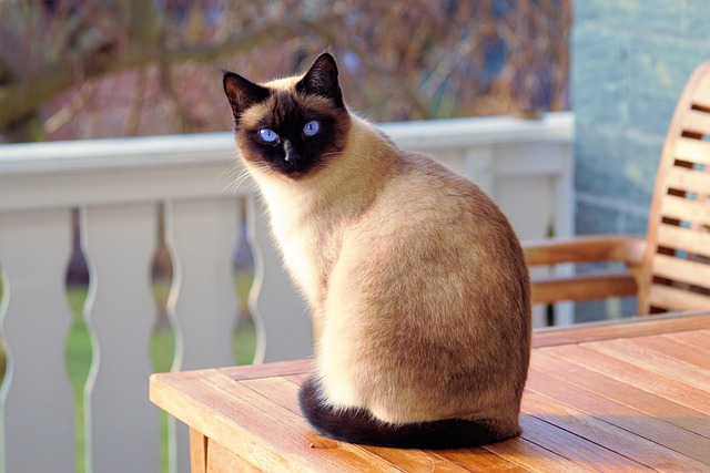 Gato siamês marrom, olhos azuis em cima de uma cadeira