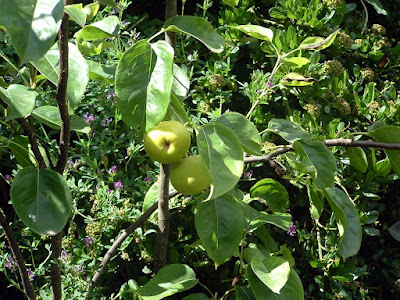 Two round pears on a small tree