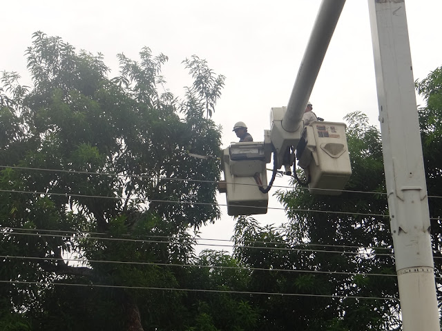 APURE: Aplican 12 km de poda en circuitos de Biruaca y Pedro Camejo para establecer el servicio.