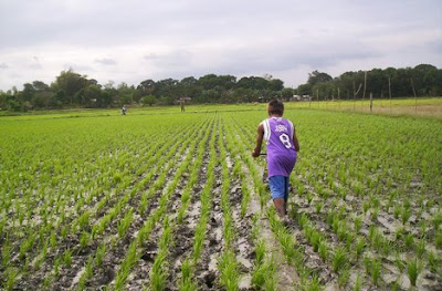 Why is the rainforest being destroyed?