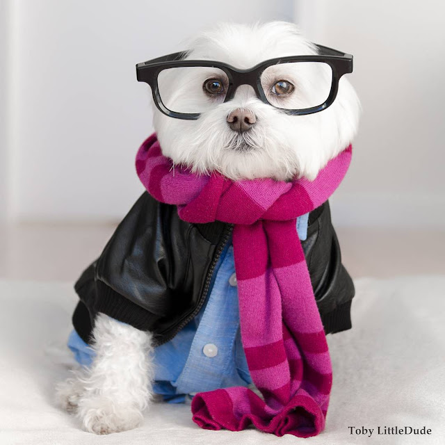 Conheça Toby LittleDude - O adorável cachorrinho Hipster 