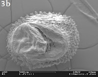 Lophophora fricii seed SEM image, hilum (enlarged x60)