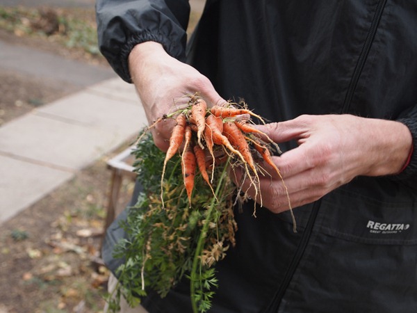 carrots