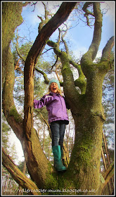 climbing trees