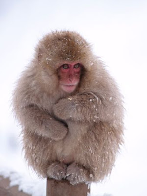 Japanese Macaques