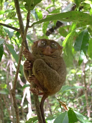 A tarsier on a tree