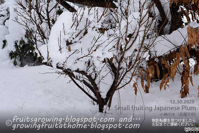 剪定した小梅の木に雪が積もりました