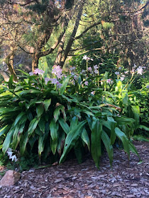Visite du jardin botanique de San Francisco