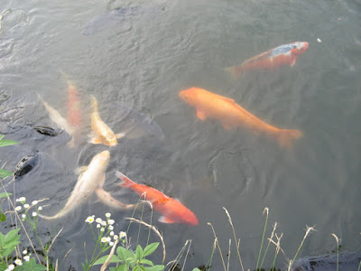 一群鲤鱼