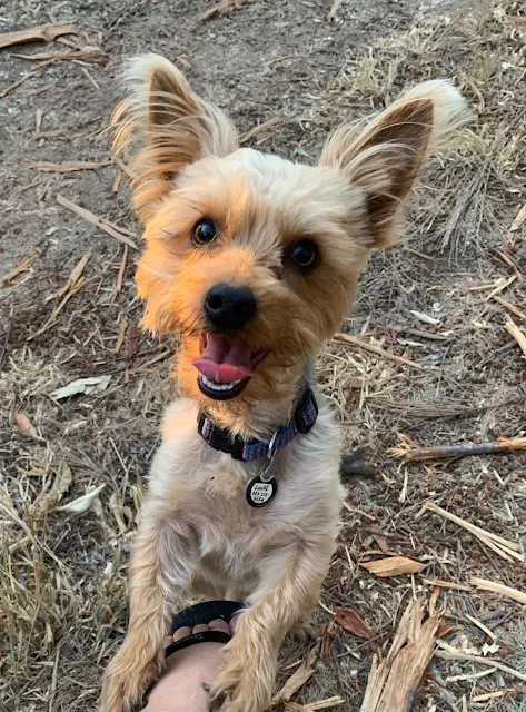 Louki 4 year old male Yorkie