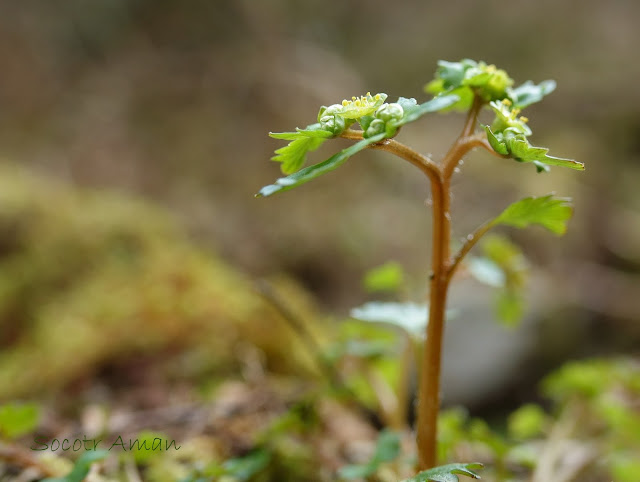 Chrysosplenium tosaense