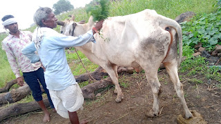 Broom treatment in Lampi Virus