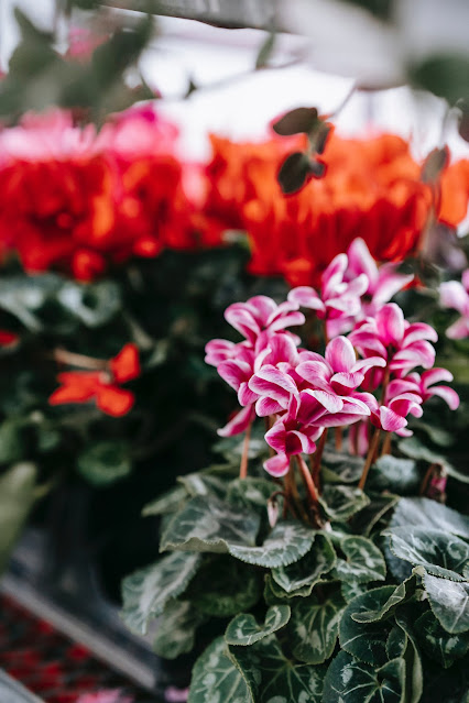 Cyclamen spp