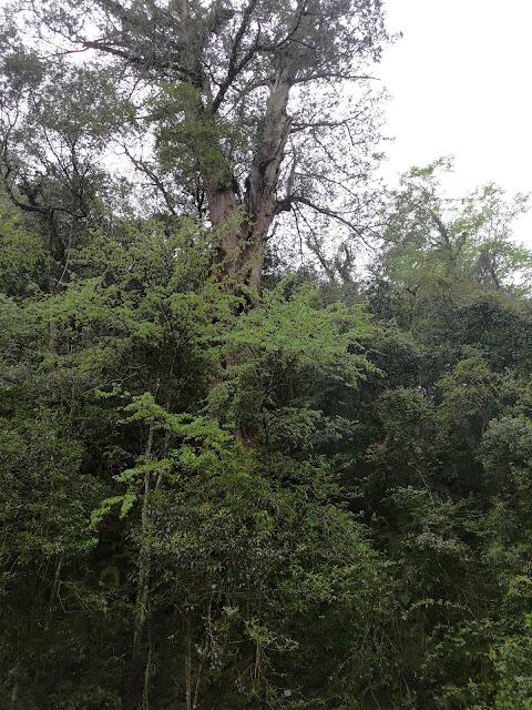 拉拉山國家森林遊樂區 - 未來的神木