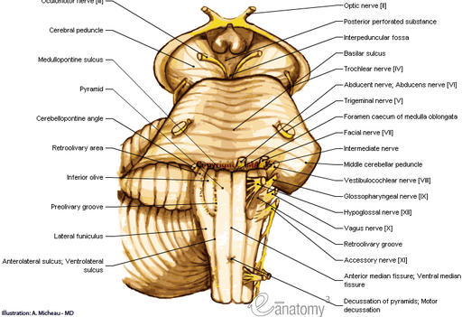 Brain Stem Anatomy