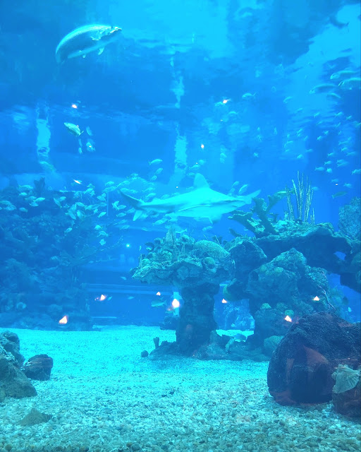 Coral Reef Restaurant at Epcot Disney World