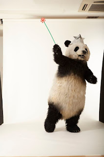   2000 Gambar Panda Keren  Background Panda  3D 4D HD