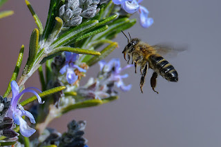 abeja melifera-apis mellifera-abeja europea-abeja en vuelo-abeja en flor de romero. jpg
