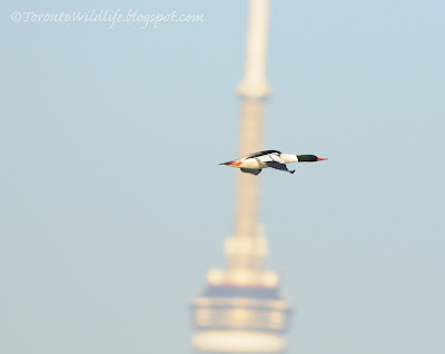 Common Merganser going by CN Tower, Toronto photographer Robert Rafton