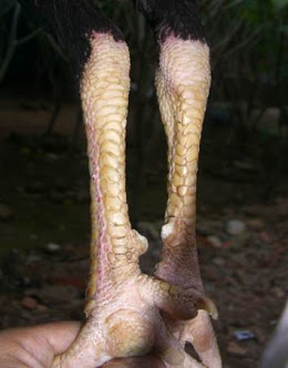 NAGA TEMURUN