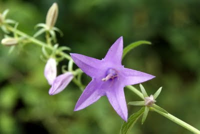 Akkerklokje - Fjildklokje - Campanula rapunculoides