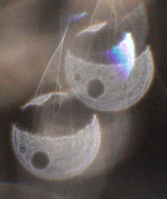 orbs with two holes